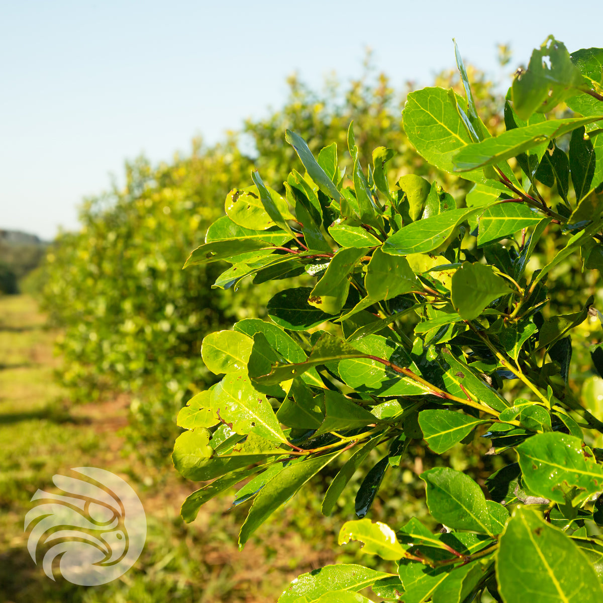 Kraus yerba mate-thee • Silvestre, MUNT • 500 g