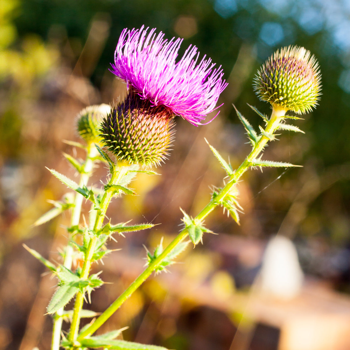 Mannavita Hongaarse koudgeperste mariadistelzaadolie • 250 ml