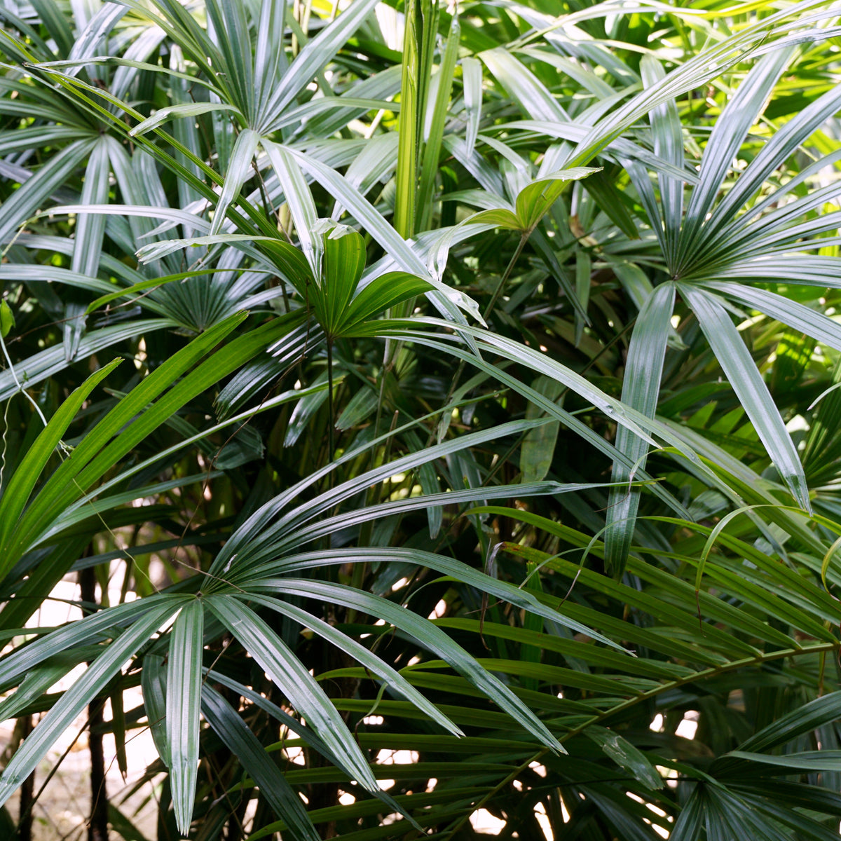 PROSTAX prostaatcomplex • 60 capsules