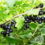 Manuka-honing zuigtabletten met zwarte bes • 15 stuks.