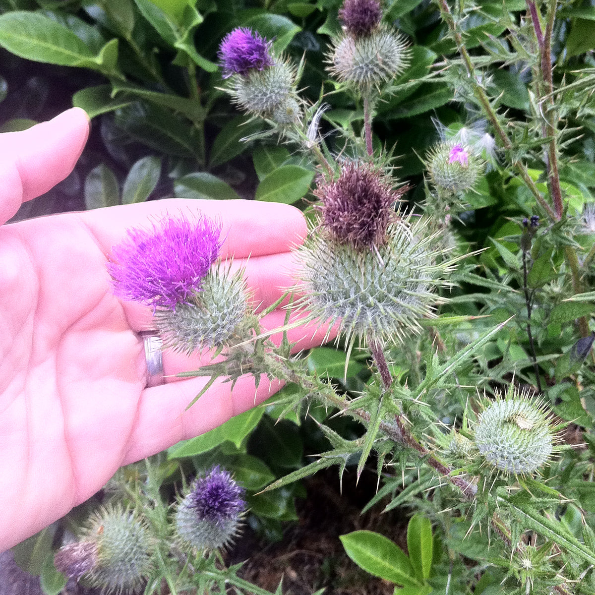 Mannavita Hongaarse koudgeperste mariadistelzaadolie • 250 ml