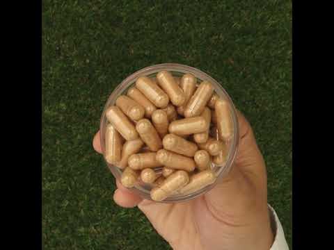 GINK-Q10 • Q10 Co-enzym + Ginkgo Biloba-complex • 60 capsules