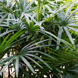 PROSTAX prostaatcomplex • 60 capsules