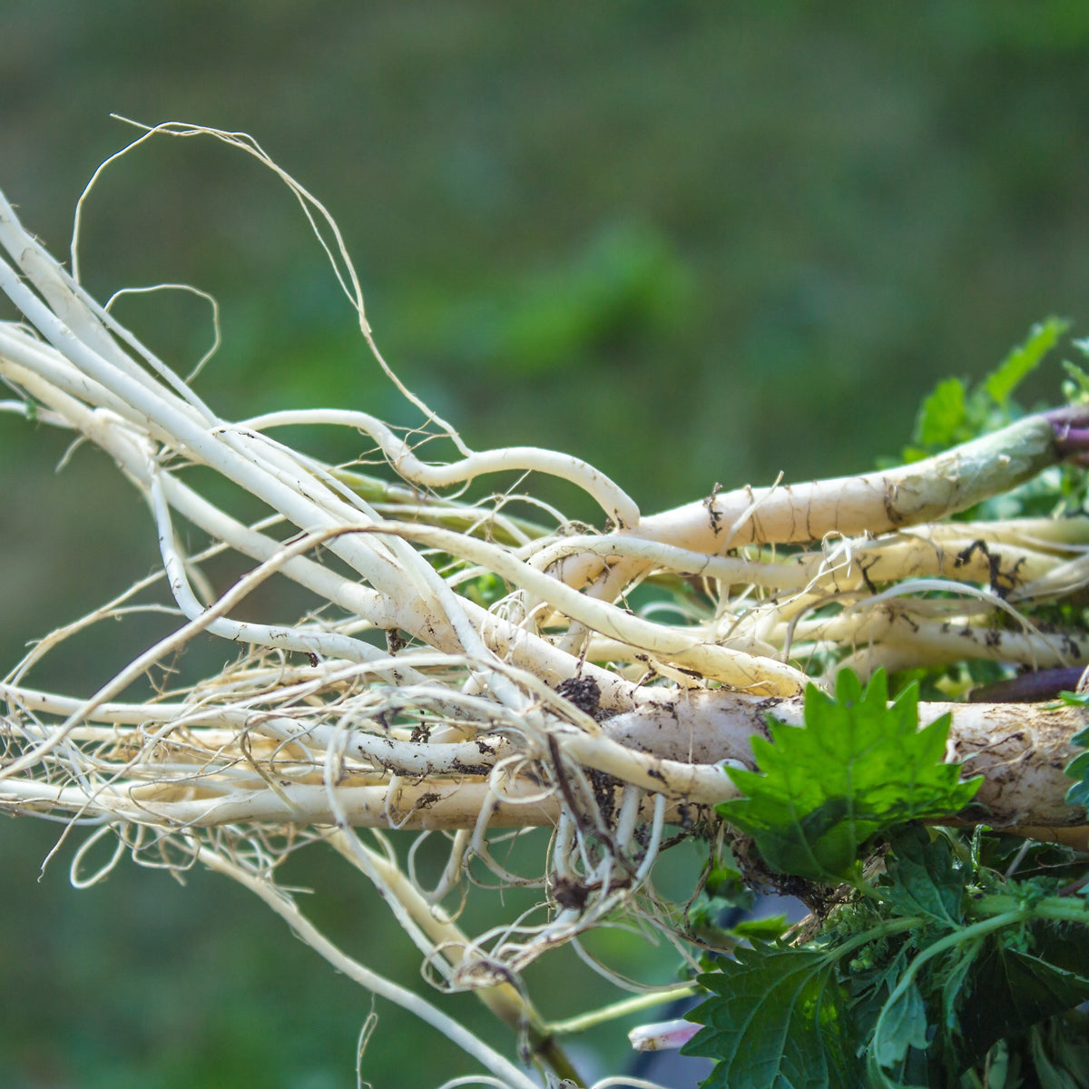 PROSTAX prostaatcomplex • 60 capsules