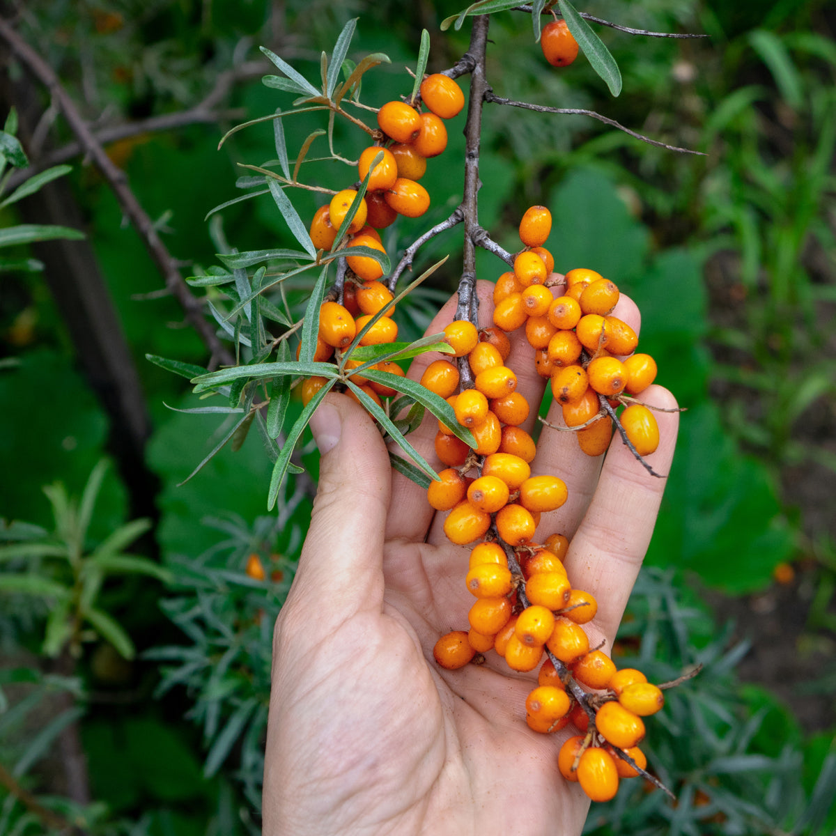 Mannavita Hongaars koudgeperste duindoornzaadolie • 40 ml