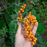 Mannavita Hongaars koudgeperste duindoornzaadolie • 40 ml