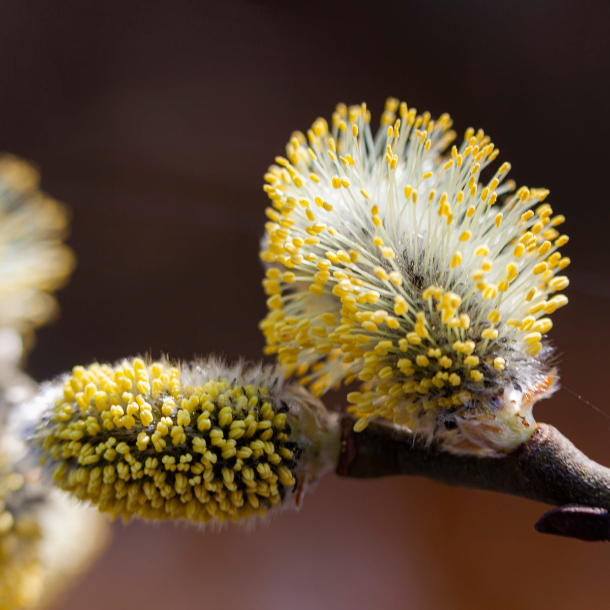 Mannavita rauwe Wilg bijenpollen • 150g